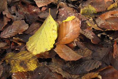 Être hêtre et offrir de l'or sur un plateau