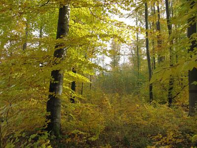 Être hêtre et offrir de l'or sur un plateau