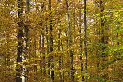 Être hêtre et offrir de l'or sur un plateau