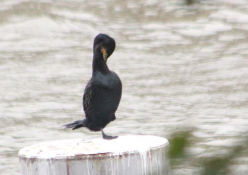 cormoran paris 10 nov 2012 028 (5).jpg
