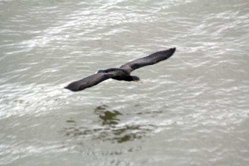 4 cormoran vol paris 10 nov 2012 010 (3).jpg