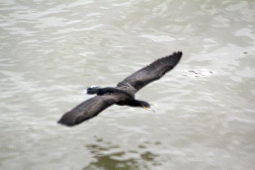 5 cormoran vol paris 10 nov 2012 p 010 (4).jpg