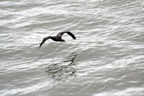 3 cormoran vol paris 10 nov 2012 010 (2).jpg