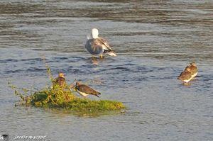 Vanneaux sur la Loire