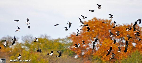 Vanneaux-huppés • Vanellus vanellus