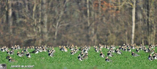 Vanneaux-huppés • Vanellus vanellus