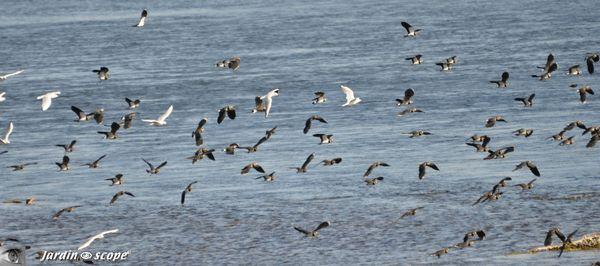 Vanneaux-huppés • Vanellus vanellus