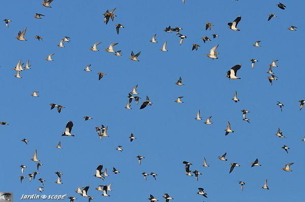 Vanneaux-huppés • Vanellus vanellus