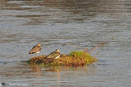 Vanneaux-huppés • Vanellus vanellus