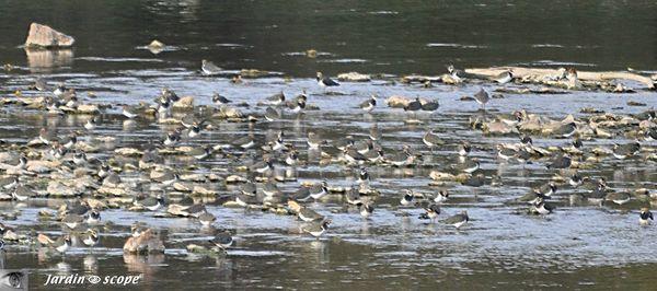 Vanneaux-huppés-•-Vanellus-vanellus