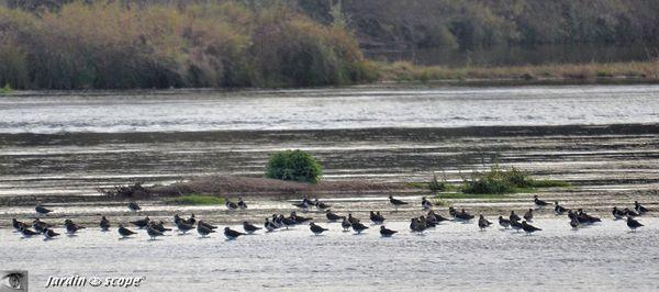 Vanneaux-huppés • Vanellus vanellus