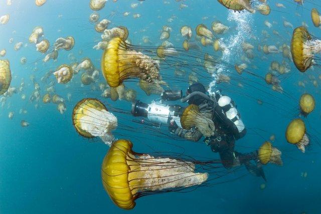 Les eaux de la Namibie ont vu leurs... (PHOTO TIRÉE DU FILM OCEANS, AP/DISNEY)