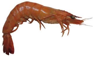 pays rêvé et au bon vouloir sa ville