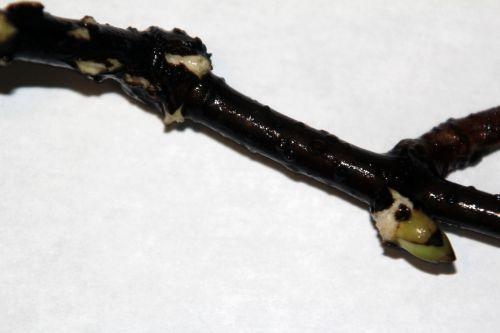 3 callicarpa bouture veneux 11 nov 2012 006.jpg