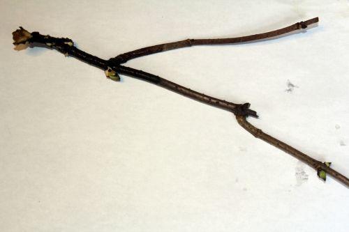 2 callicarpa bouture veneux 11 nov 2012 007.jpg