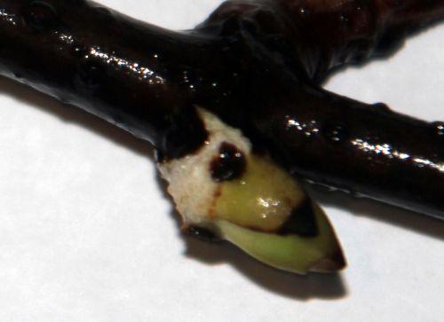 callicarpa bouture bourgeon veneux 11 nov 2012 006.jpg