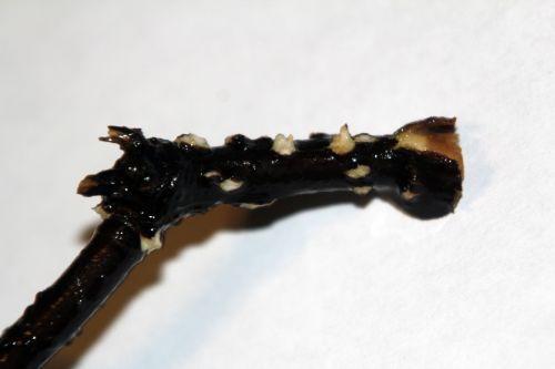 4 callicarpa bouture veneux 11 nov 2012 012.jpg