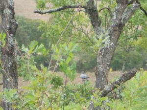 Chroniques de l’ordinaire bordelais – Episode 33