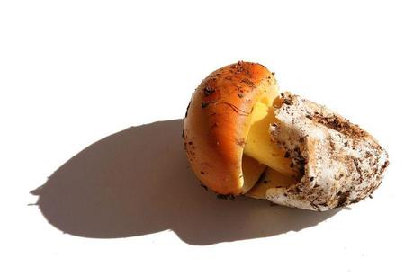 Cogumelo dos césares  laranjinha
