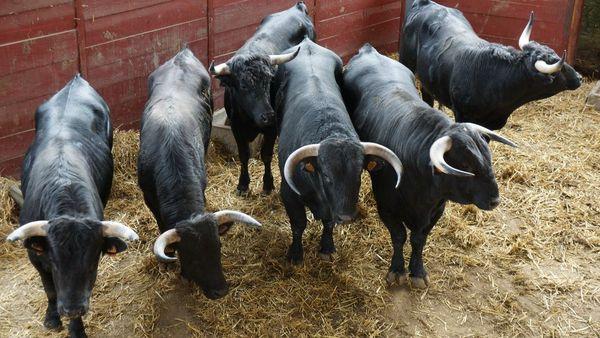 DSC00154_redimensionner