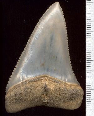 Le Saviez-vous ► 25 Faits-Chocs sur les Requins