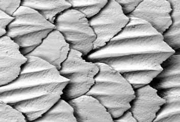 Le Saviez-vous ► 25 Faits-Chocs sur les Requins