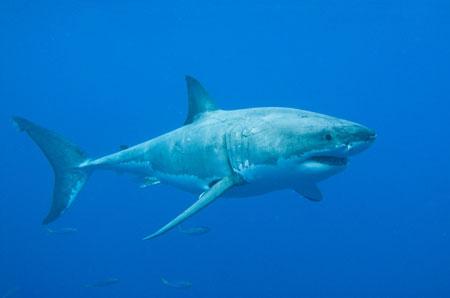 Le Saviez-vous ► 25 Faits-Chocs sur les Requins