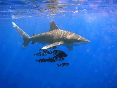 Le Saviez-vous ► 25 Faits-Chocs sur les Requins
