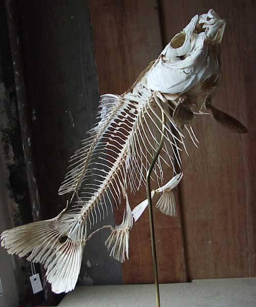 Le Saviez-vous ► 25 Faits-Chocs sur les Requins