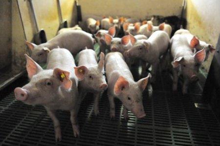 L’odeur des porcheries fait monter la tension artérielle