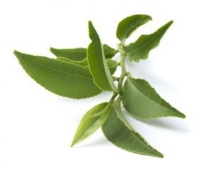 DIABÈTE: Du thé vert pour contrôler ses pics de glycémie – Molecular Nutrition and Food Research