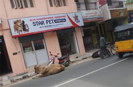 L'Inde ou le pays de la vache sécrée, the Star Pet !