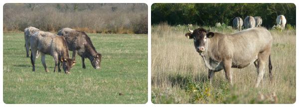 Vache grise à lunettes blanches