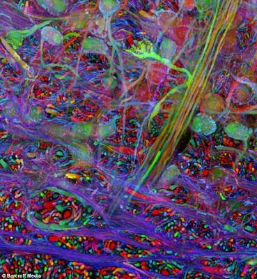 Brainbow: Un arc-en-ciel dans les neurones