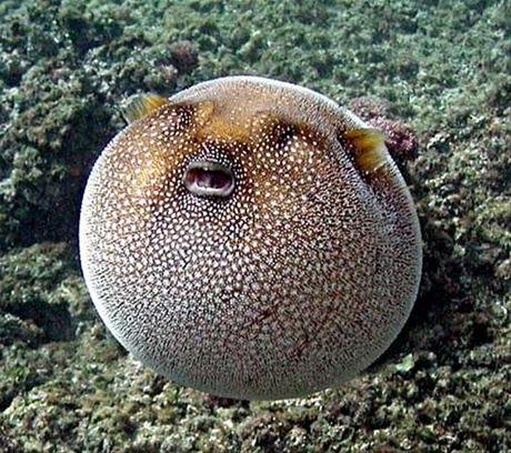 Puffer Fish Pictures