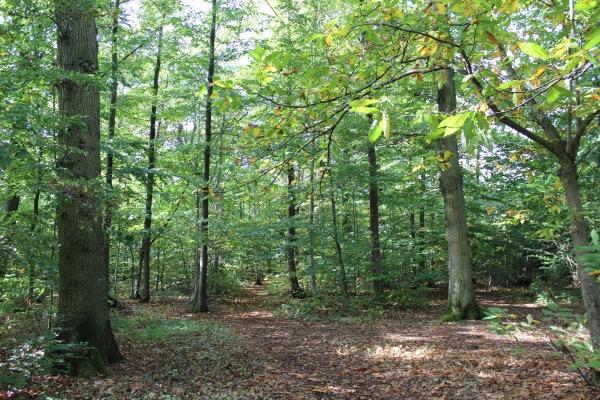 automne,forêt,châtaigne,camaïeu de couleurs