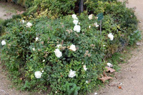 opalia 1 paris 10 nov 2012 212.jpg