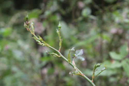 rose fraise des bois romi 18 oct 2012 043.jpg