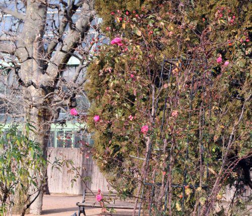 albert poyet 9 janv 007.jpg