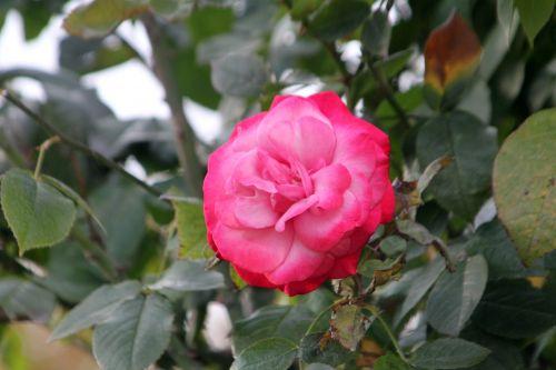 albert poyet 6 paris 10 nov 2012 204.jpg