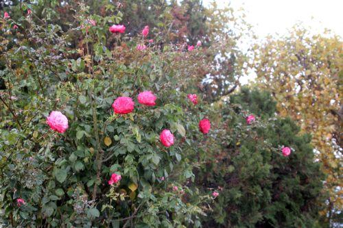 albert poyer 2 paris 10 nov 2012 208.jpg