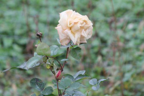 rose romi 4 nov 2012 015.jpg