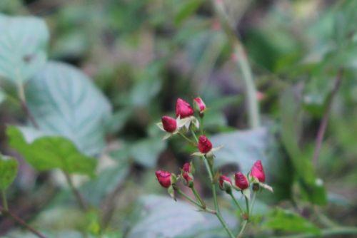 rose fraise des bois 2 romi 4 nov 2012 054.jpg