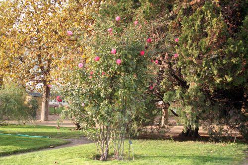 albert poyer 1 paris 10 nov 2012 206.jpg