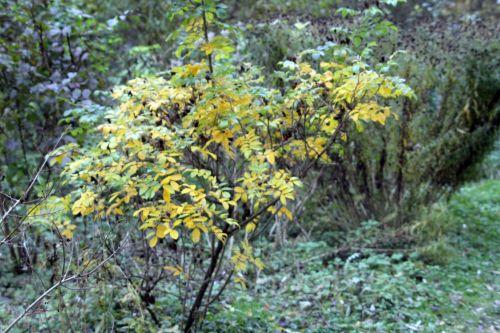 rosa rugosa romi 12 nov 2012 053.jpg