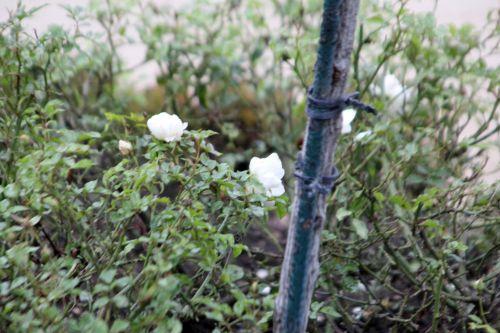 opalia paris 31 déc 2011 144 (5).jpg