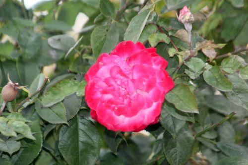 albert poyet 3 paris 10 nov 2012 203.jpg