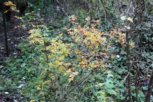 rosa romi 12 nov 2012 051.jpg