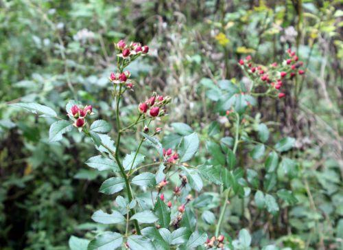 rose fraise des bois 1 romi 18 oct 2012 045.jpg