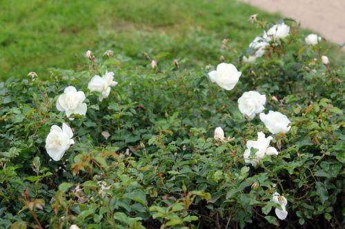 opalia 2 paris 10 nov 2012 214.jpg